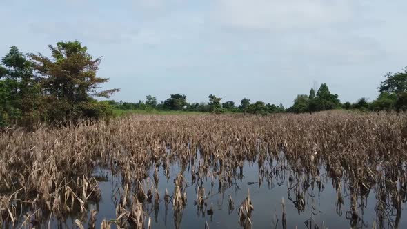 Damaged Food Crops On Flooded Farm Field In Battambang, Cambodia - Aerial Drone Shot alt