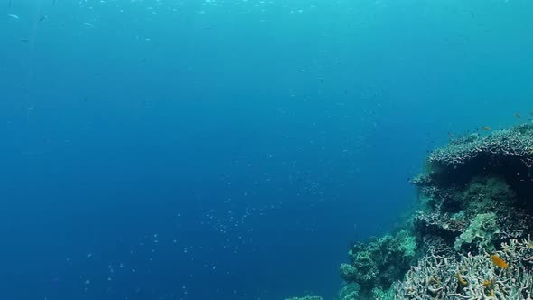 Coral Reef and Tropical Fish. Bohol, Philippines. alt