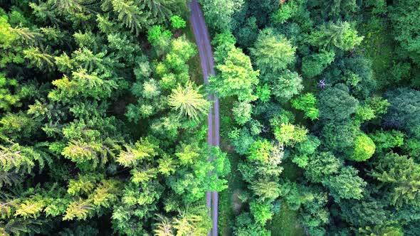A path in the forest
