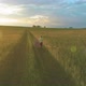 Sporty Child Runs Through a Green Wheat Field - VideoHive Item for Sale