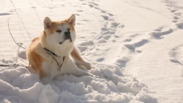 Akita Inu dog portrait in the winter park. Snowy winter background. Sunny day. alt