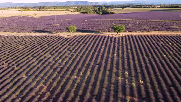 Lavender Field in Valensole, France alt