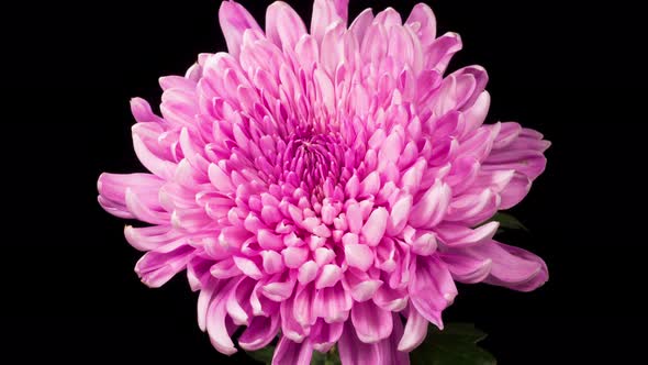 Beautiful Pink Chrysanthemum Flower Opening alt