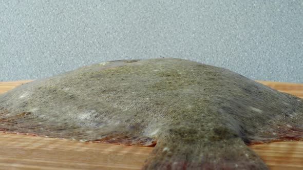 Fish of Flatfish alt