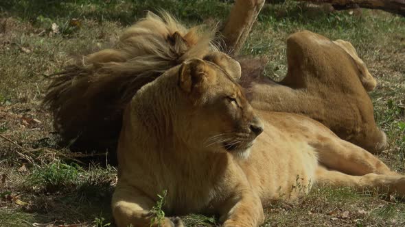 Lion and Lioness resting. Panthera leo bleyenberghi