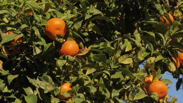 Tangerine Tree in a Botanical Garden alt