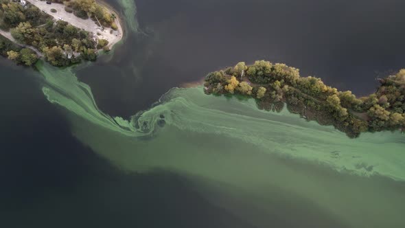 Rising moss near the islands