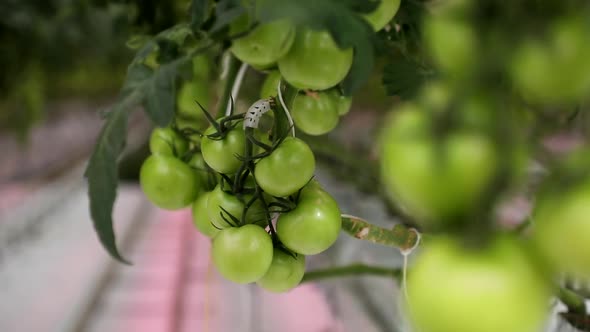 Green tomatoes on a branch (4 clips included)