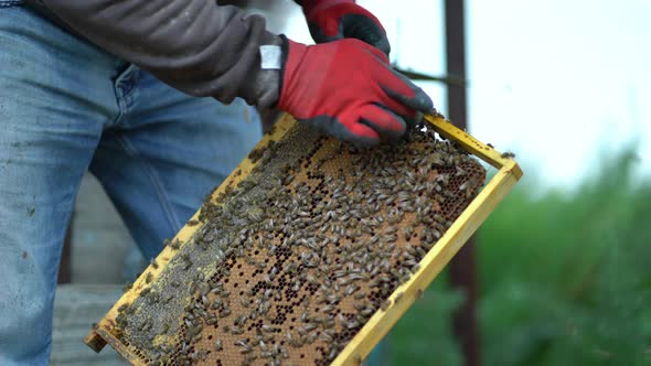 Young Beekeeper Inspecting Bees in the Apiary alt