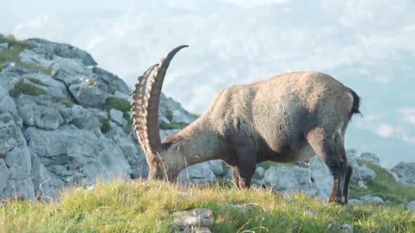 MEDIUM SHOT Alpine ibex eating leisurely along the slopes of Schneibstein Austria alt