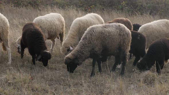 Mixed sheep group in nature feeding 4K 2160p 30fps UltraHD footage - White and black color flock of  alt