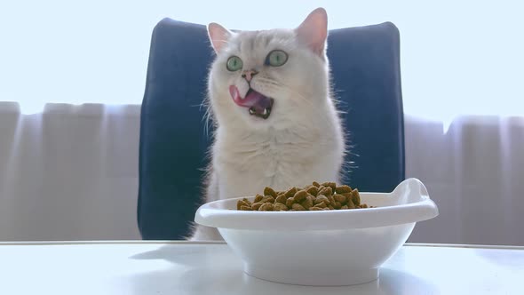 Charming White Shorthair Cat Sits at a White Table Licks His Lips and Looks Around After Eating
