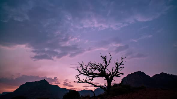 Single tree silhouetted against the sky at sunset in the desert alt