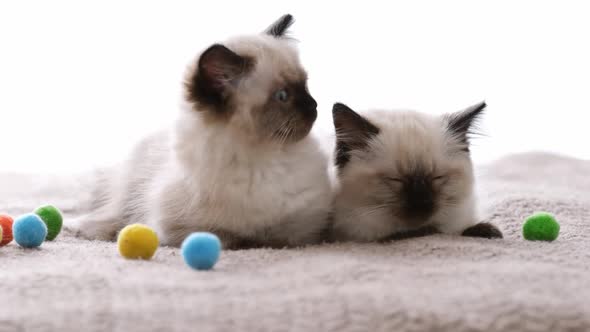 Ragdoll Cat Kittens at Home alt