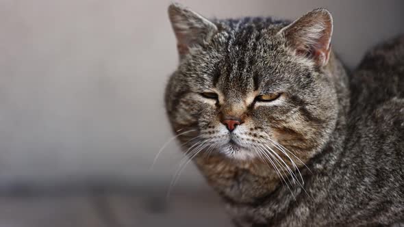 adult striped cat serious looks at camera and focuses. purebred domestic cat with short hair 