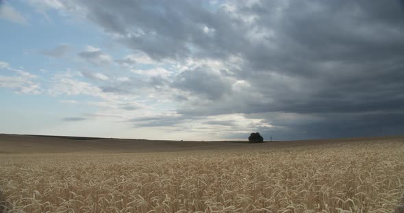 Yellow Wheat Field On A Background Of Sky With White Clouds alt