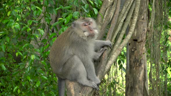 Macaque Resting in a Park