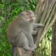 Macaque Resting in a Park - VideoHive Item for Sale
