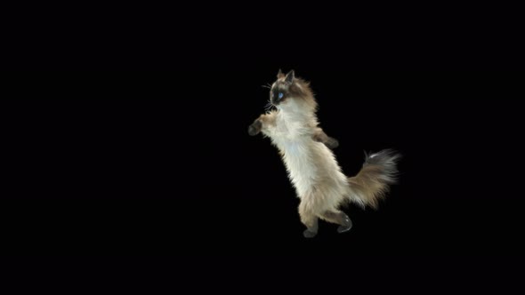 Cat Dancing 4K alt