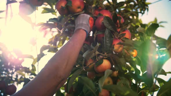 Apple Harvesting alt