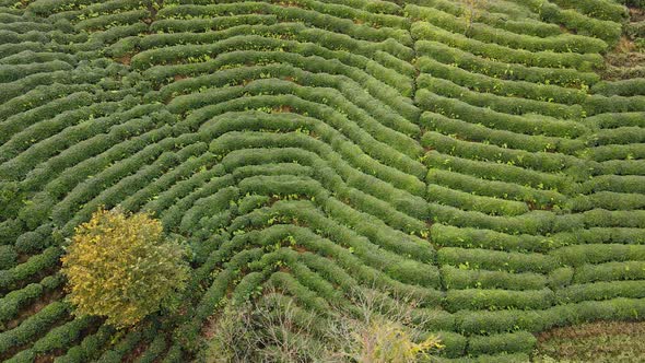 Tea Terraces alt