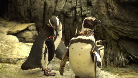 Penguins alt