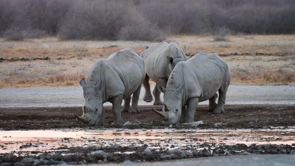 White Rhinoceros Drinking At The Water Hole In Khama Rhino Sanctuary, Botswana On A Sunset - medium alt