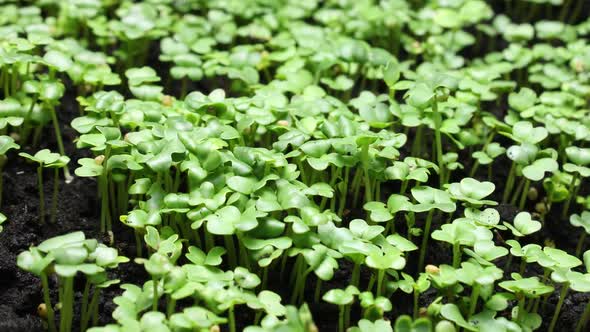 Plant Growing in Timelapse Sprouts Germination Green Seeds Time Lapse Spring and Summer Agriculture alt