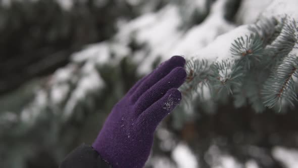 Female hands in winter gloves touch a snow-covered spruce branch. Snow falls from a spruce branch. alt