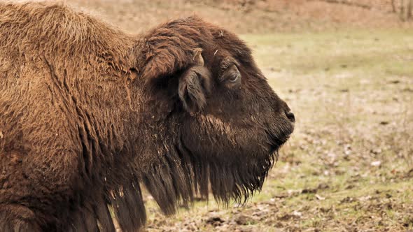 Slomo close up of bison chewing calmly. Static alt
