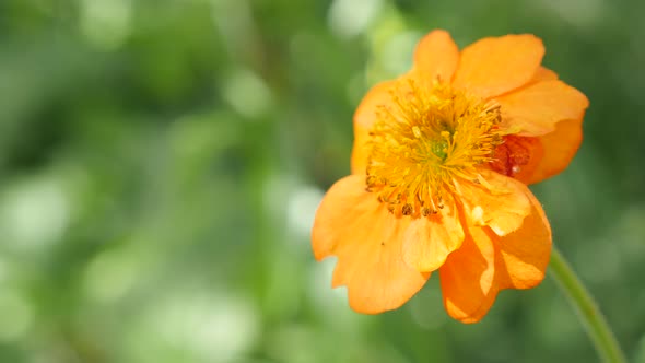 Calendula officinalis Common Marigold flower shallow DOF 4K 2160p UltraHD footage - English Marigold alt