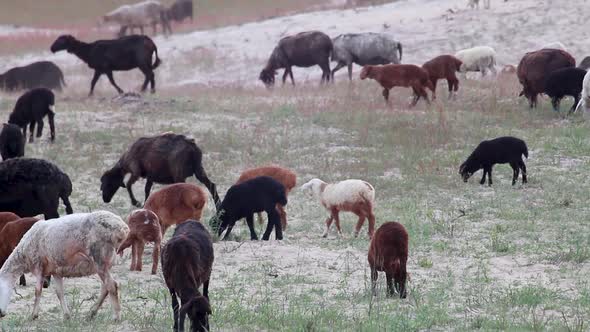 Goats eating grass on pasture field near sand