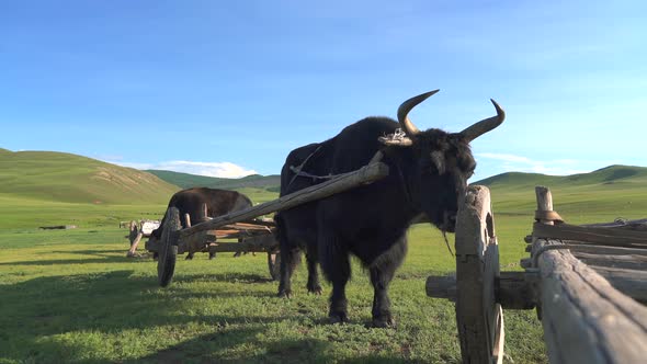 Traditional Tumbrel and Black Yak Steer in Rural Meadow alt