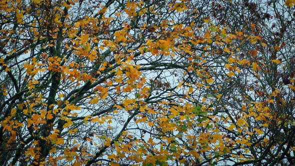 fall, trees in CA with leaves yellow Gridley