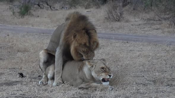 Lions mating then the lioness rolls over to assist with ovulation. alt