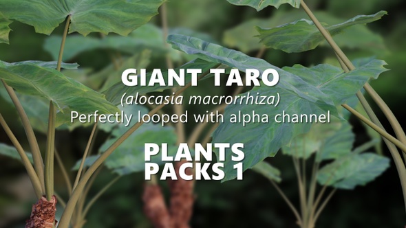 GIANT TARO (Alocasia Macrorrhiza) Looped plants