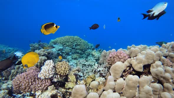 Coral Garden with Underwater Vibrant Fish