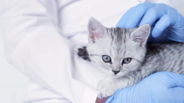Veterinarian Doctor with Small Gray Scottish Kitten in His Arms in Medical Animal Clinic Close Up alt