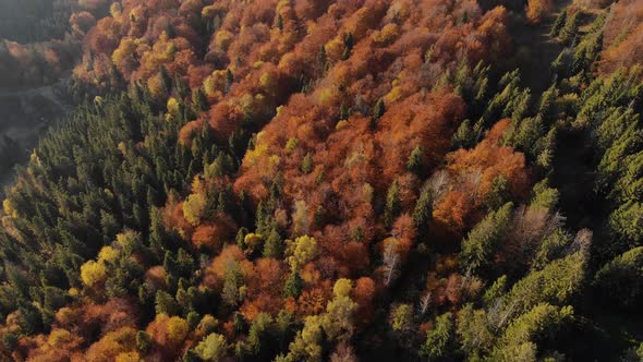 Epic aerial view of mixed spruce and deciduous green and orange autumn forest. 