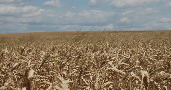 Ripe Ears Of Wheat On The Field At Sunset alt