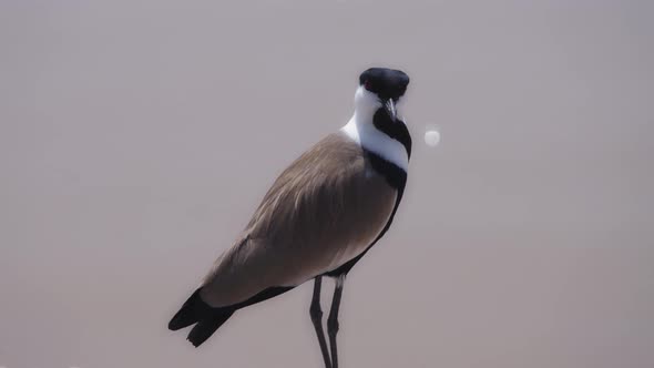 Lapwing bird looking around by the water