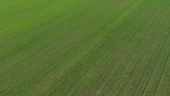 Ascending over organic common wheat crop 4K drone footage