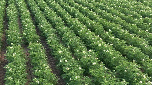 Aerial View of Blooming Potatoes Crops on Field