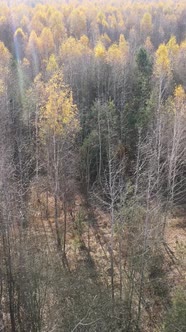 Vertical Video of Forest Landscape in Autumn Slow Motion alt