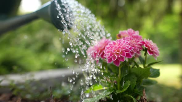 Watering Flowers in the Garden 30 alt