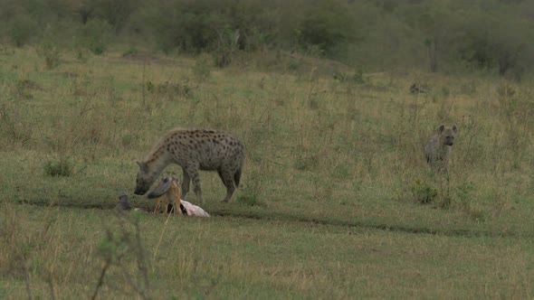 Hyenas near a hungry jackal alt