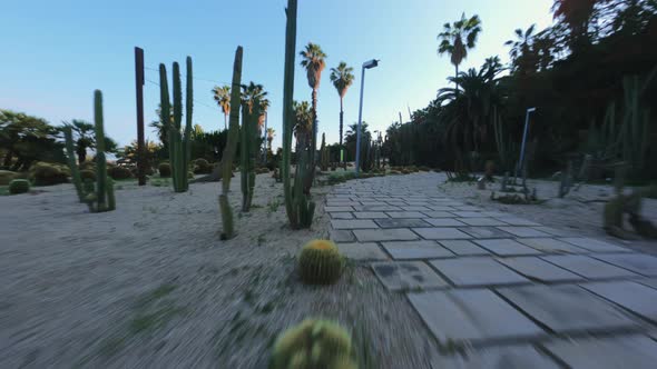 Flying low through cactus garden, close between sunny palms