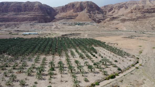 Fly over palm orchard in the Israeli desert, red mountains background, drone shot alt