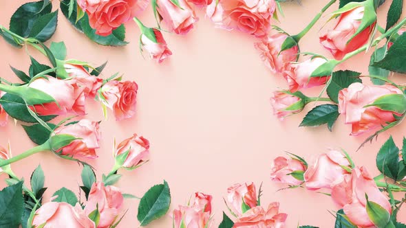 Rose Circle On Pink Background 4k