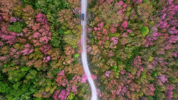Top view over the Wild Himalayan Cherry Blossom (Prunus cerasoides) in the northern winter alt